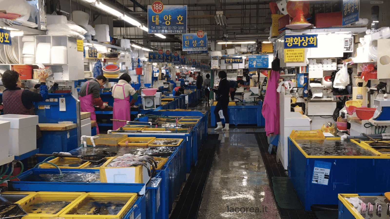 Scopri il mercato del pesce Jagalchi a Busan