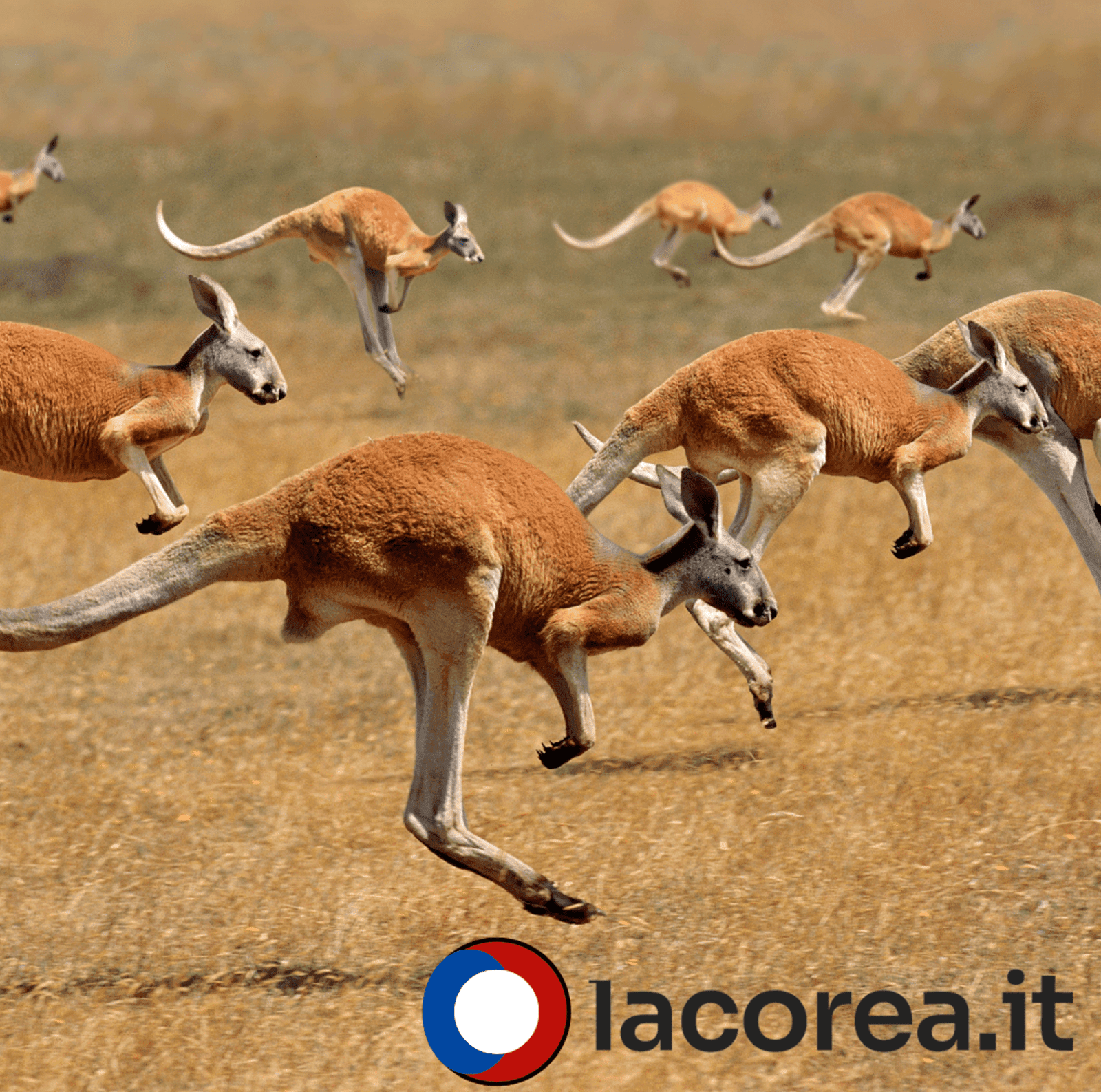 bamboccioni corea del sud