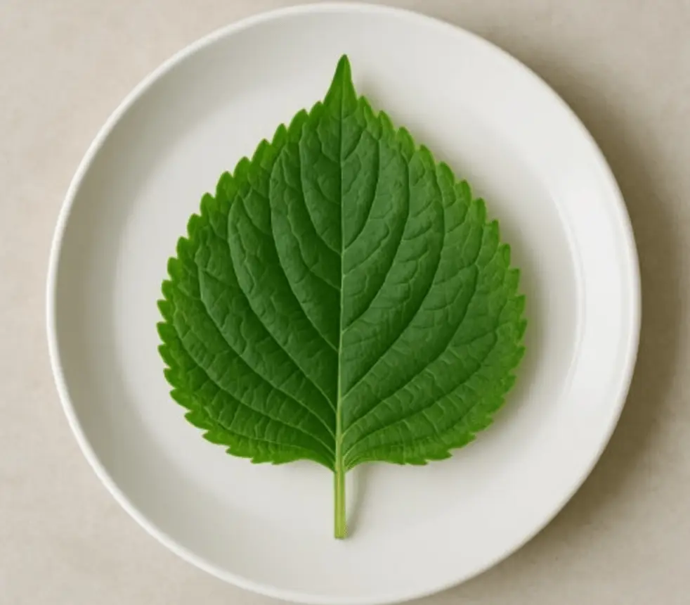 Foglie di Perilla: esclusiva prelibatezza coreana da scoprire